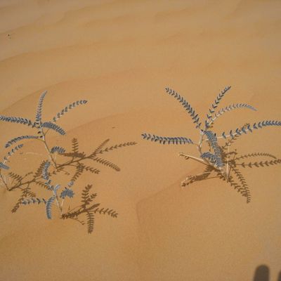 Flore et faune du désert