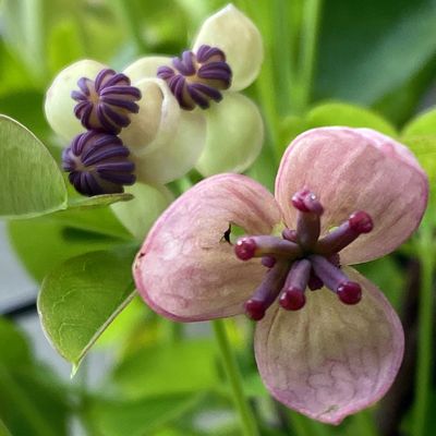 L'Akébia aux fleurs et fruits hors du commun !