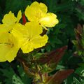 Oenothera fruticosa 'Fyrverkeri