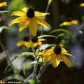 Des petites étoiles d'or de l'été à l'automne...