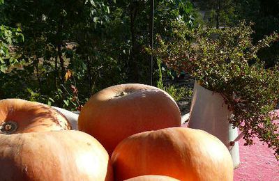 Soupe de Courge, Chataignes et Comté.