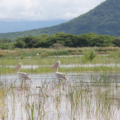 MAI 2013 : du LAC CHAMO à AXOUM