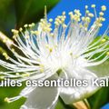 Kalyptos : huiles essentielles