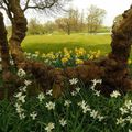 «  Aux premières jonquilles… « 