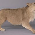 Smilodon (dit « Tigre aux dents de sabre ») naturalisé marchant. (Reconstitution)