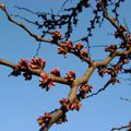 Arbre de judée