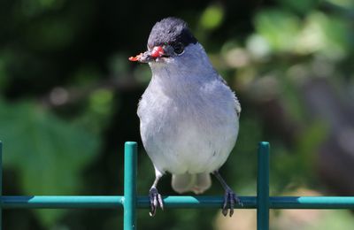 Fauvette à tête noire mâle cherche ses oisillons (photos)