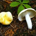 大山のベニタケ Mount Daisen Russula piperato-confusa ad int.