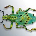 Exotic Insects As Inspiration