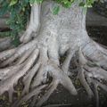 Roots