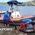 Des dauphins morts à l'île Maurice