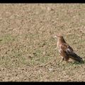 Buse variable