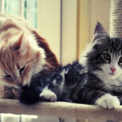 Uragan av Trillemarka