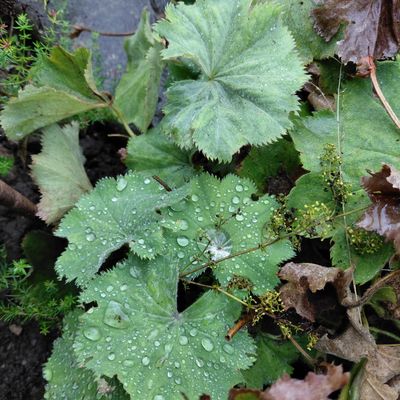 Journée du Patrimoine - 3 Eschau le Jardin monastique