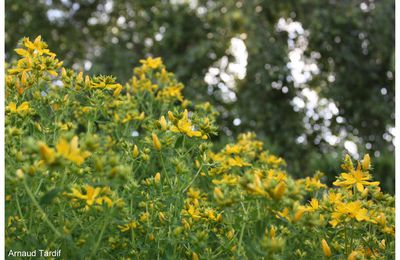 "La forêt jaune", souvenir d'un été passé dans mon jardin