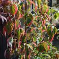 Des jardiniers en fête d'automne au château de Jossigny