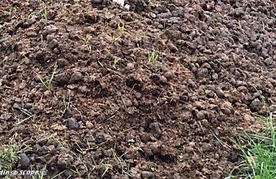 Le double effet du fumier amendement et engrais naturel...