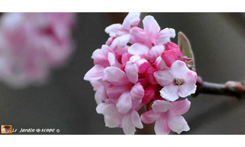 Un arbuste qui se couvre de fleurs parfumées tout l'hiver...