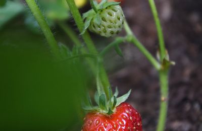 La Fraise à Maxéville, son retour