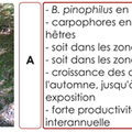 Pédologie et fructification des champignons (suite)