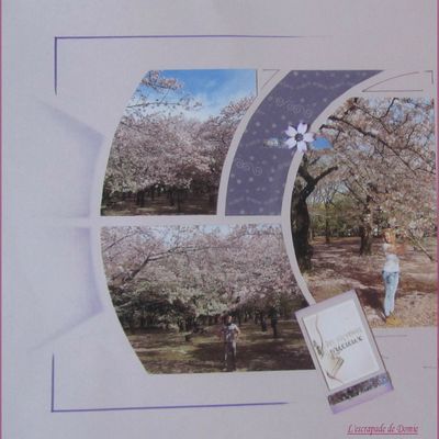 japon; cerisiers en fleurs (2)