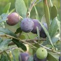 Olives, arbouses et passiflore
