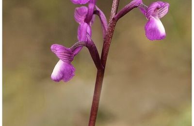 Orchis de Champagneux : Anacamptis morio subsp champagneuxii