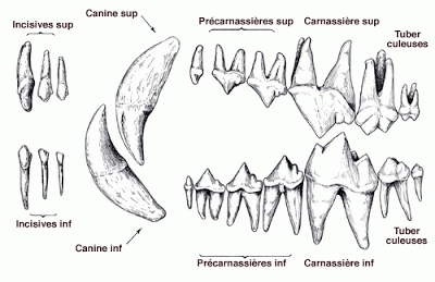 Les dents du chien