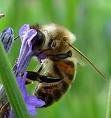 La mort des abeilles met la planète en danger