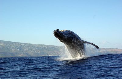 baleines a bosse Ile de la Réunion
