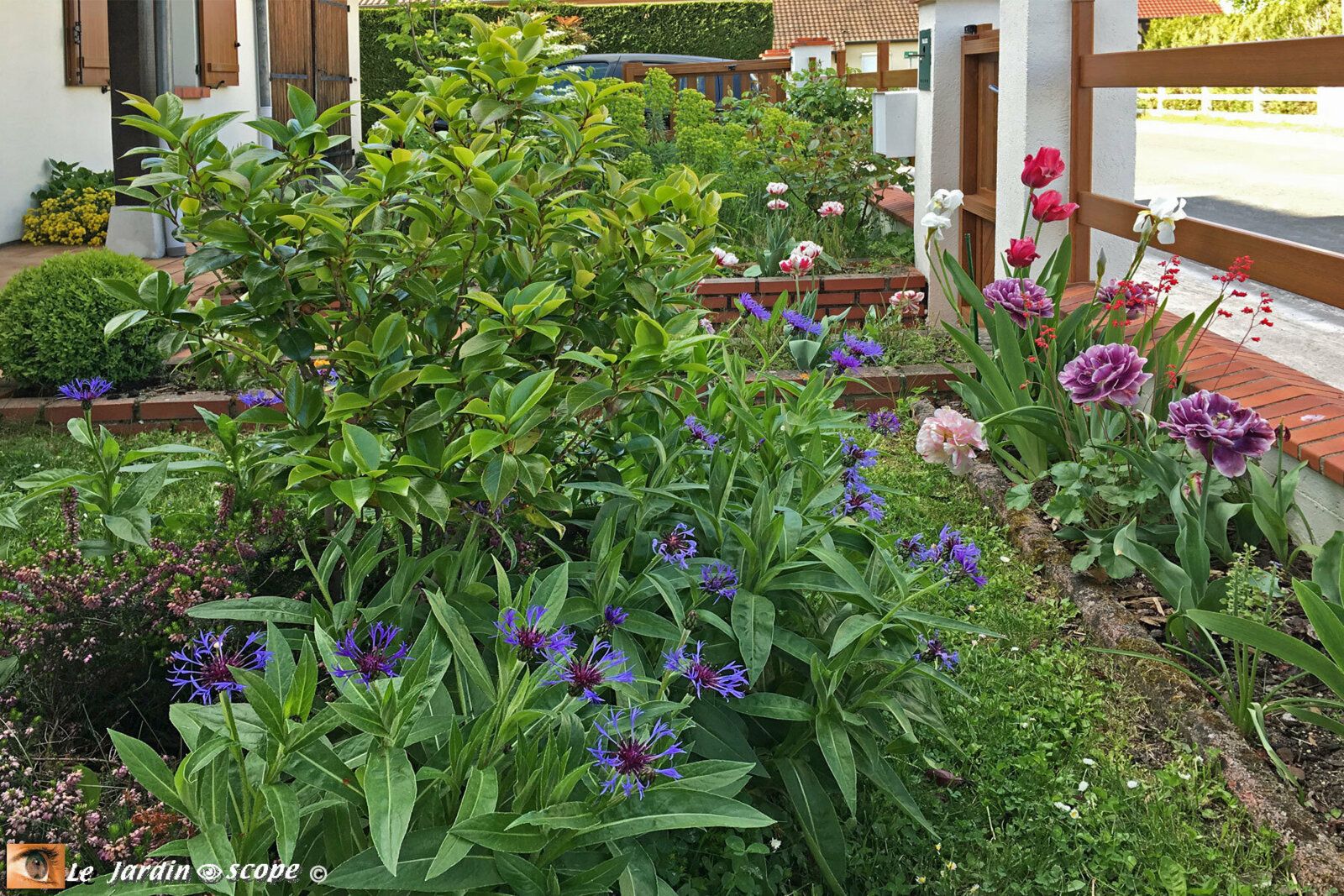 Centaurea montana