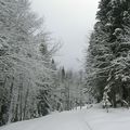 47 -  Bois-Barbu - Vercors