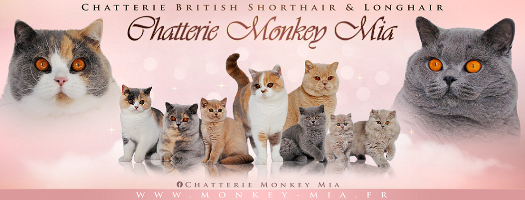 Chatterie Monkey Mia