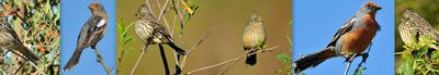 Passeriformes - Cotingidae 