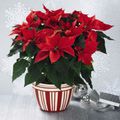 L'incontournable de Noël... pour agrémenter vos tables : le poinsettia...