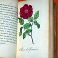 Un almanach dédié aux Dames datant de 1815, intitulé " les Roses - Etrennes aux Dames "...