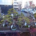 Visite du green club bonsaï de Ueno