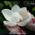 MAGNOLIA A GRANDES FLEURS ....