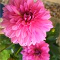 Fleurs du dimanche
