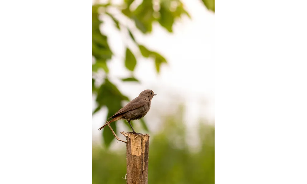 Rougequeue noir Phoenicurus ochruros (Gmelin, SG, 1774)