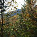 Sortie d'automne dans nos bois (suite 2/...)