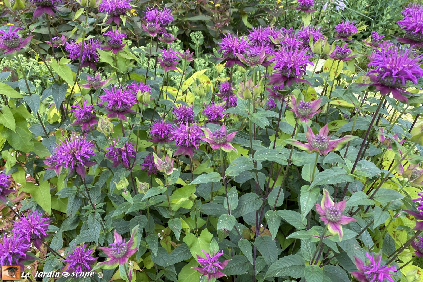 Monarde violet
