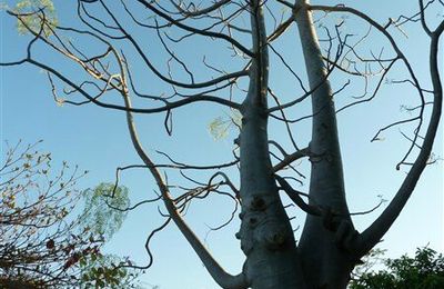 Madagascar, découverte du parc national de l'Isalo et des lémuriens