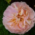 La rose Amélie Nothomb