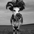 Oh la vache ! de Jean-Baptiste Mondino
