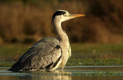 25 février - Oiseaux des marais