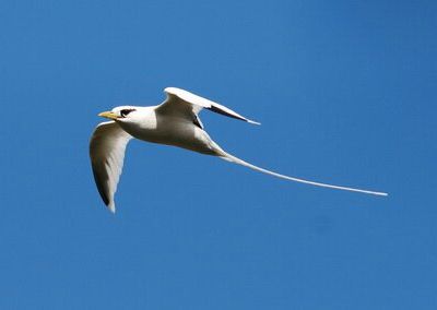 LES OISEAUX DE LA RÉUNION