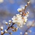 La balade du dimanche : le printemps est là ... en images et en musique !