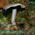 RHODOPAXILLUS