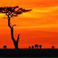 Insaisissable et fascinante Afrique...